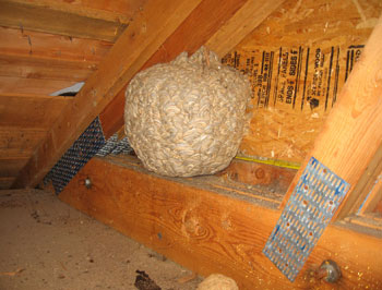 Pest activity in attic